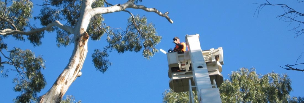 Arborist Adelaide